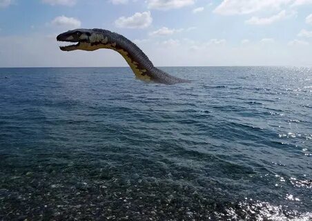 В анапе животное в море