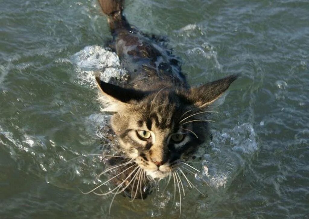 Кошка купается. Кошка плавает. мейн кун и вода. мейн кун плавает. кот купается в море.