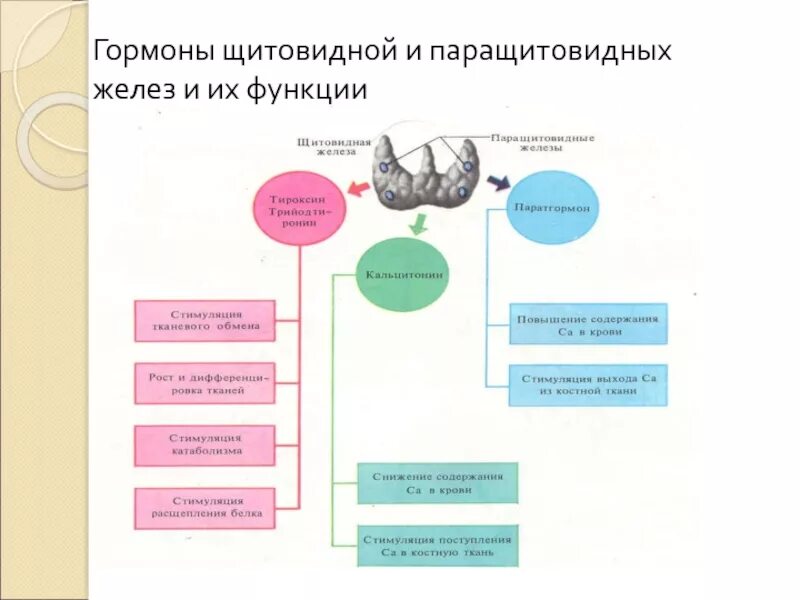 Щитовидная железа гормоны и функции. Гормоны щитовидной и околощитовидных желез. Тиреоидные гормоны щитовидной железы.