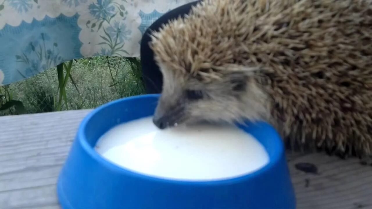 Молоко ежихи. Ежик пьет молочко. Молоко ежихи. Ежик. Молоко ежихи.