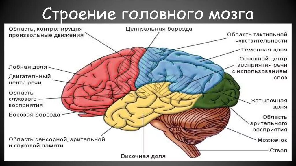 Центральная область мозга