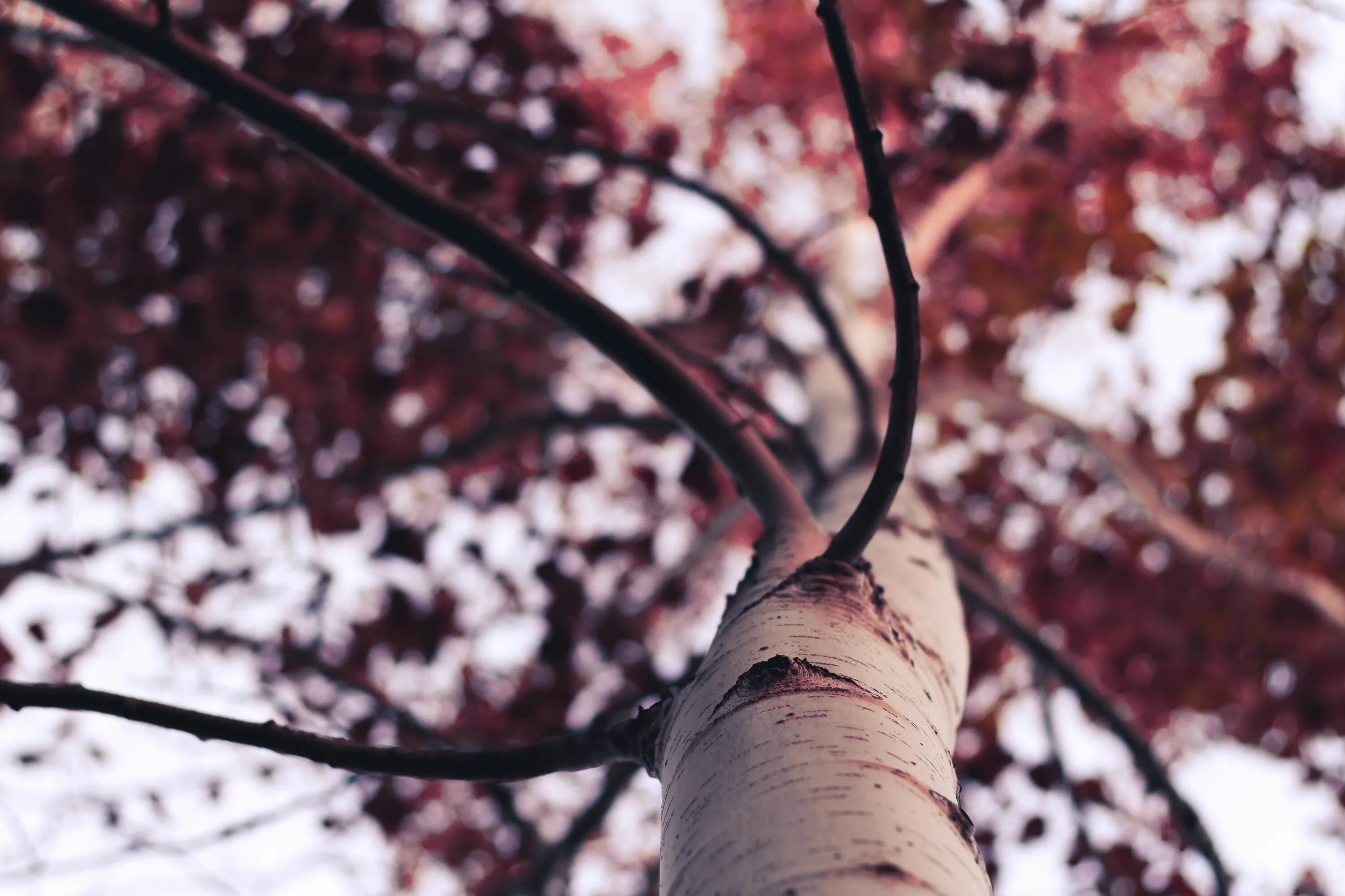 Trees osu