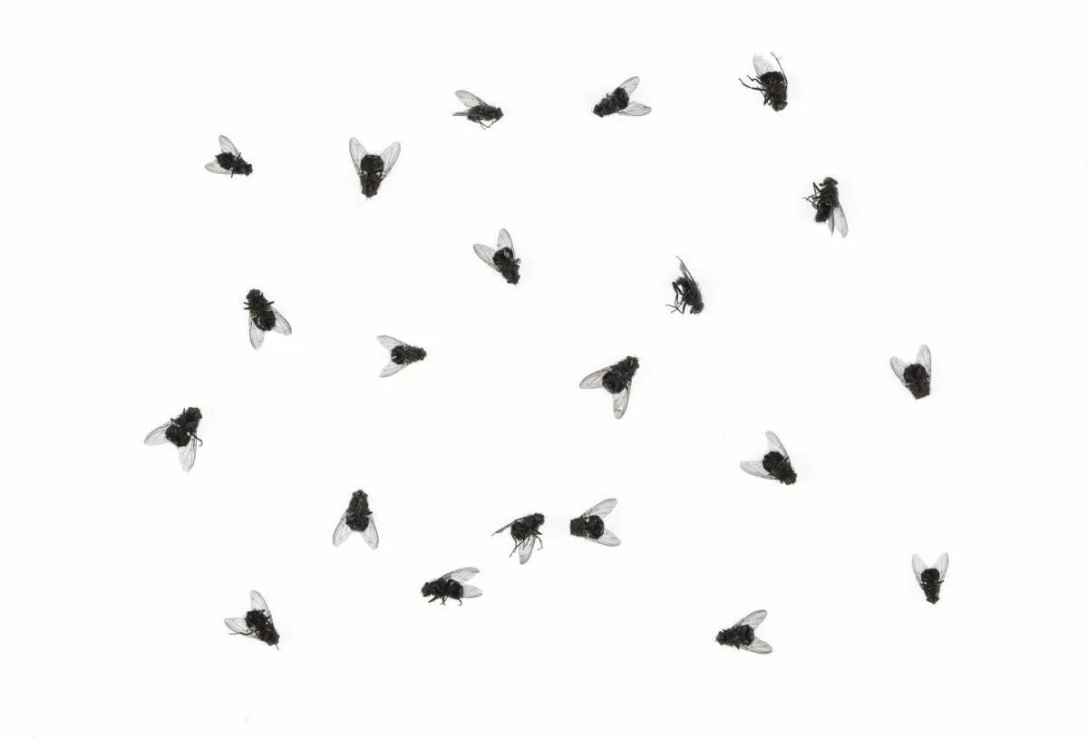 Bugs flies