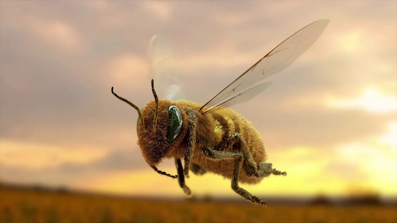 Bee fly. Bee Fly - systoechus. Bee Fly Cycle. Bee is Fly.