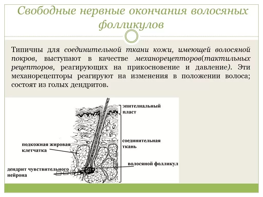 Рецептор волосяного фолликула. Строение рецепторов в волосяном фолликуле. Свободные нервные окончания волосяных фолликулов. Свободные нервные окончания.