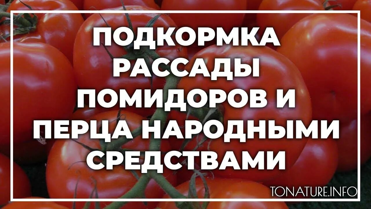 Подкормка рассады томатов и перцев. Подкормка для рассады перца и помидор. подкормка для томатов и перца. подкормка для перца и помидор для роста. подкормка для томатов и перца народными средствами.