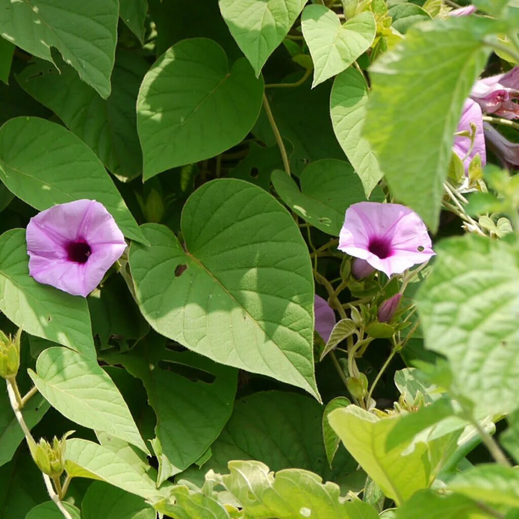 Вьюн под запретом. Ипомея пурпурная. Плющ элегантиссима. Вьюн березка сорняк. Вьюнок капкан.