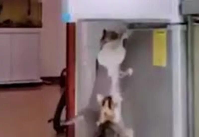 Кот открыл кран. Кошка на холодильник. Кот в холодильнике. Кот открывает холодильник. Нападение на холодильник.