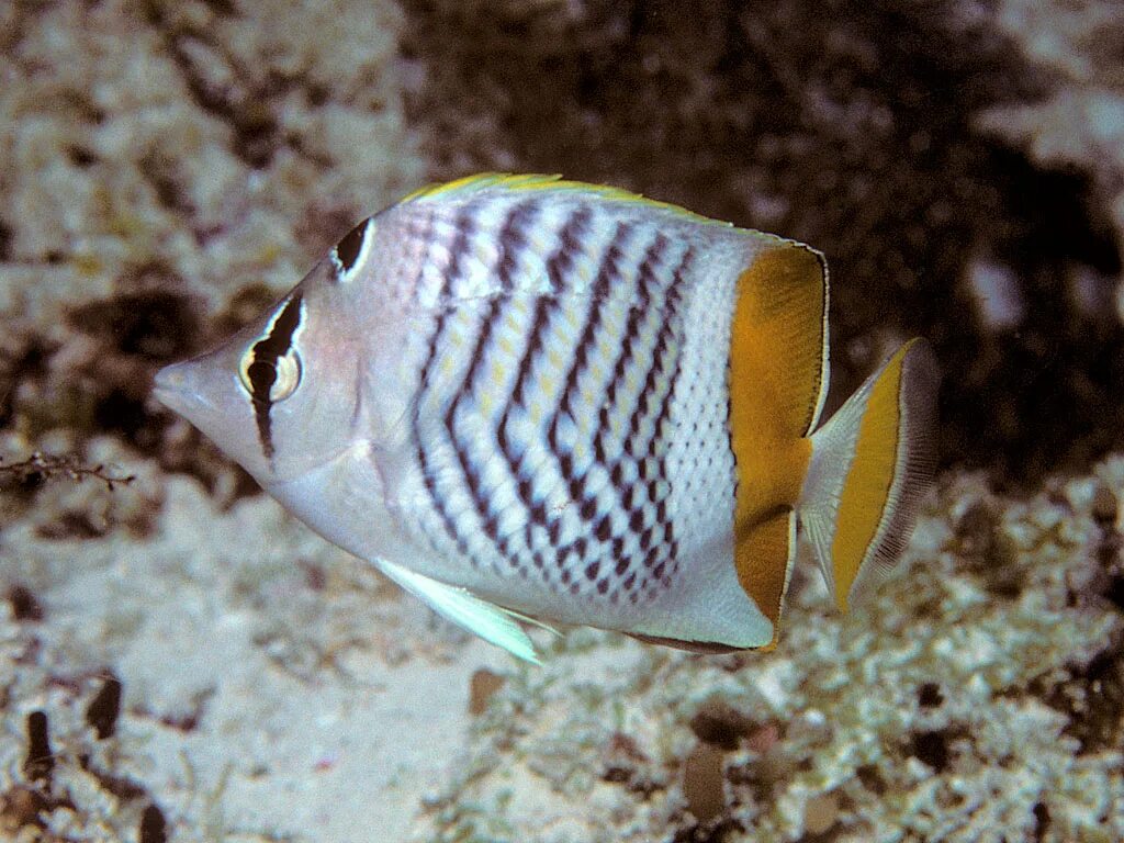 Рыба бабочка геншин. Chaetodon Auriga. Бабочка Мадагаскарская рыба. Chaetodon falcula. Рыбка бабочка клинопятнистая.