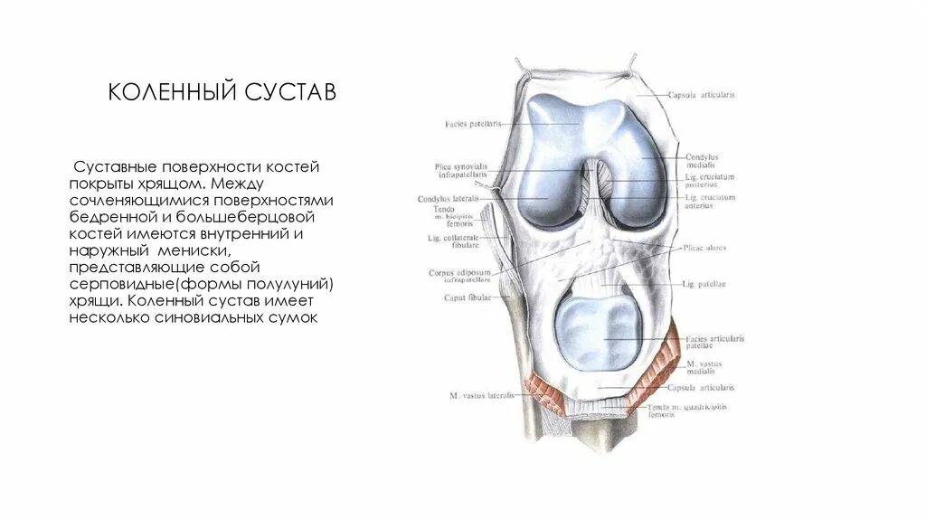 Чем покрыты суставные поверхности костей. Коленный сустав по форме сочленяющихся поверхностей:. Коленный сустав сочленяющиеся кости. Коленный сустав сочленяющиеся поверхности. Суставные поверхности сустав сочленяющиеся кости.