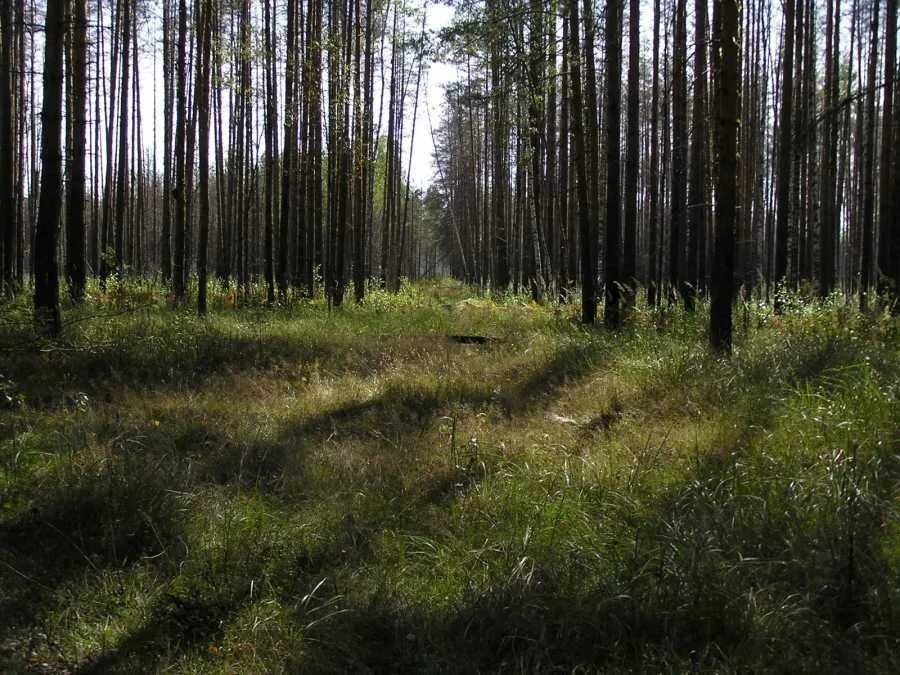 Бакшеево московская область. Коробовское охотничье хозяйство МСОО ВОО ВВВС. Бакшеево лес. Аннино лес.