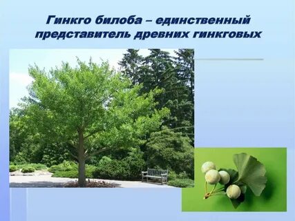 Гинкго двулопастный голосеменное растение