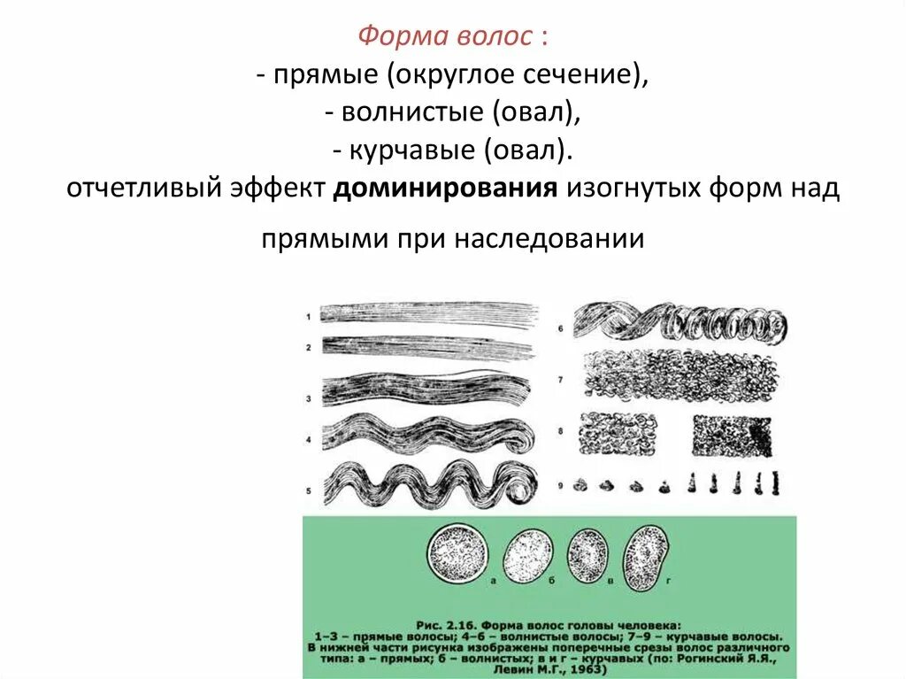 Кручение вала круглого поперечного сечения. Метод сечений для определения внутренних силовых факторов. Метод напряжения техническая механика. Метод сечения в технической механике. Сопротивление материалов кручение.