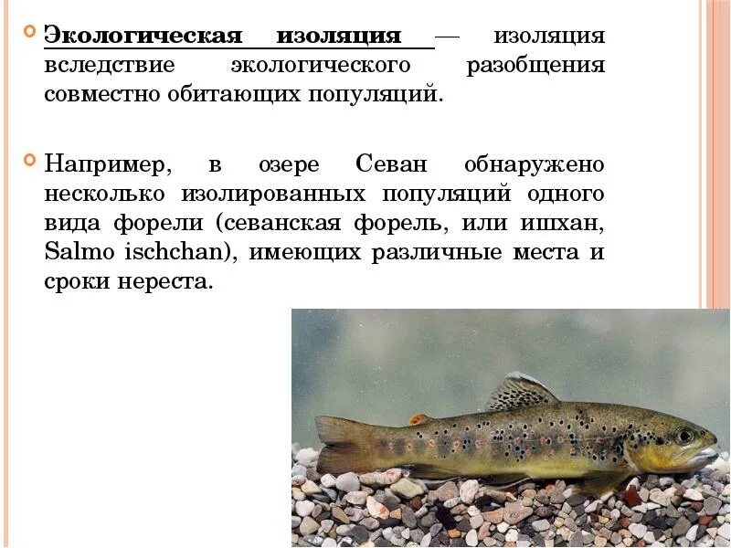 Форель озера севан видообразование. Экологическая изоляция примеры. Севанская форель ишхан. Форель озера севан. Форель озера севан видообразование.