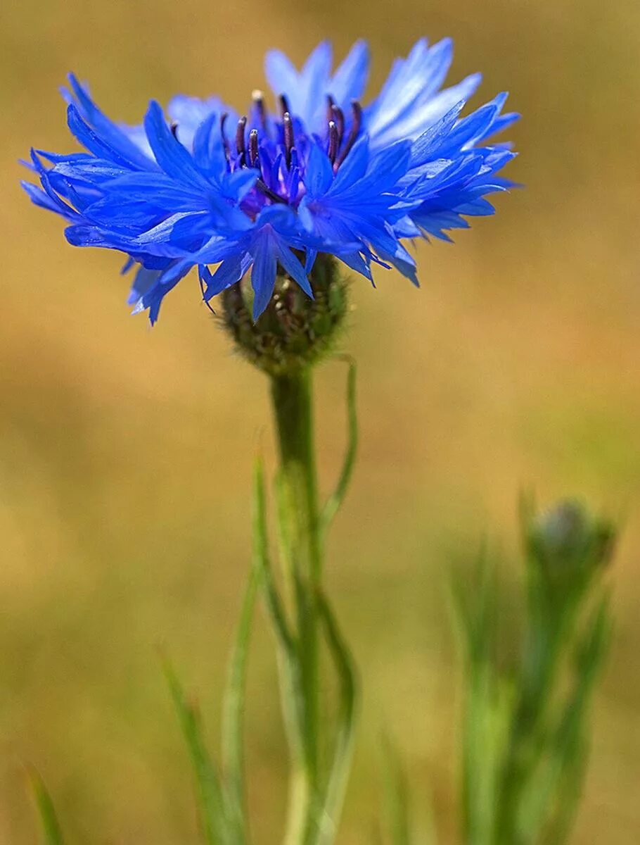 Лена василёк 2021. Исполнение василек. Ансамбль белый день лена василёк. Исполнение василек. Василек анжелеску.