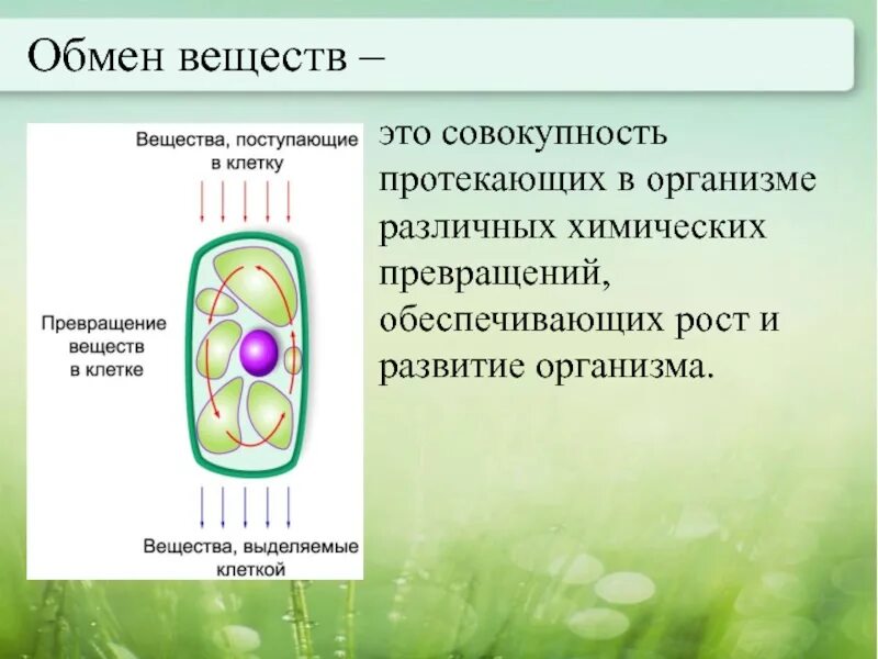 Обмен веществ растений урок. Процесс обмена веществ биология 6 класс. Обмен веществ у растений. Обмен вещест у расткрмей. Дыхание и обмен веществ у растений.