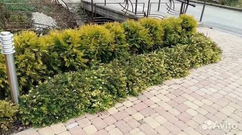 Голден глоб в ландшафтном дизайне