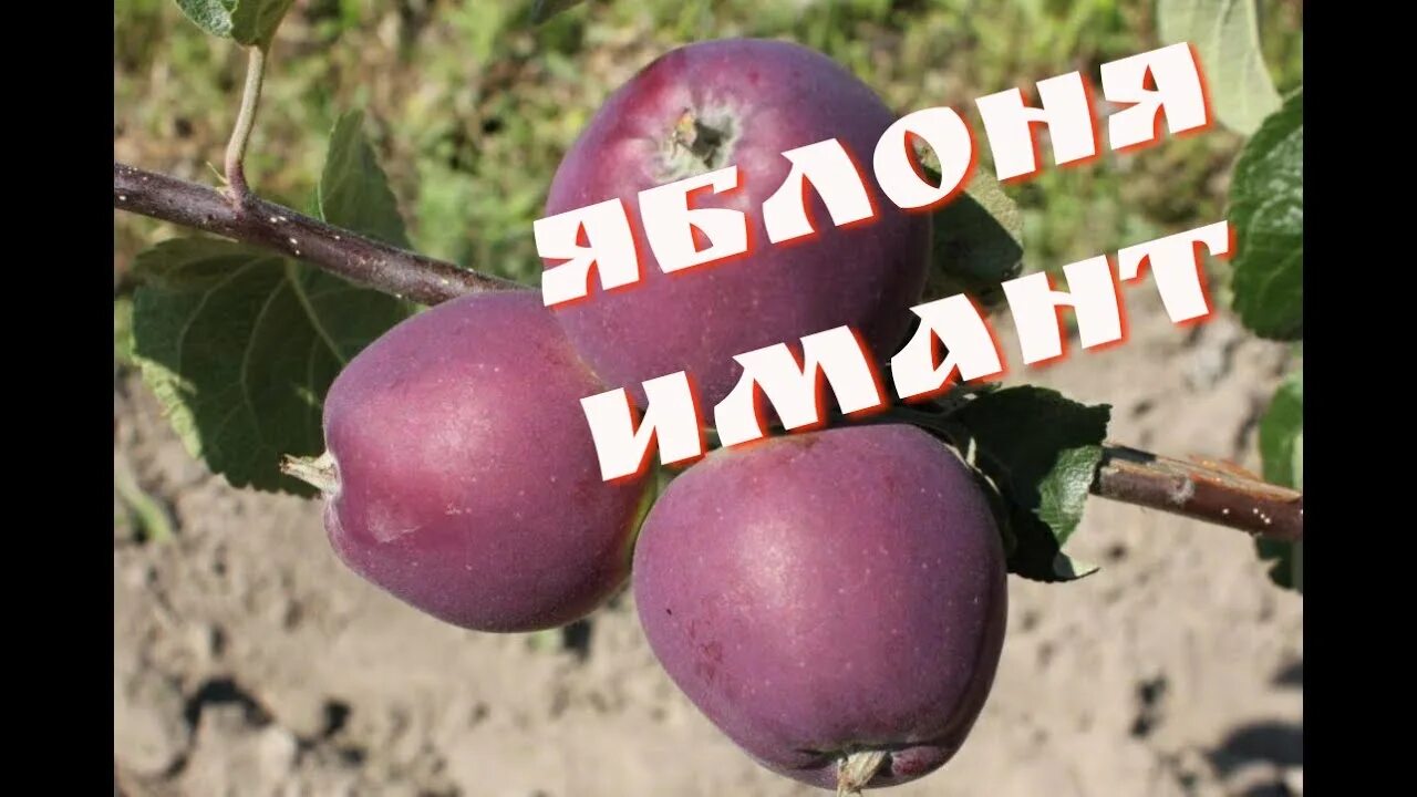 Яблоня дарунок. Яблоки имант. сорт яблони имант. сорт яблок имант. яблоня имант описание сорта.