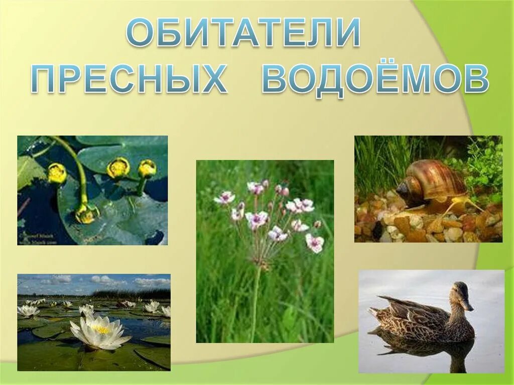 Каких животных пресных водоемов. Обитатели водоемов. Обитатели пресных водоемов. Растения и животные водоемов. Растения и обитатели пруда.