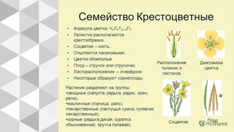 Характерные признаки семейства крестоцветных. Крестоцветные плод стручок. Соцветие крестоцветных растений. Формула семейства крестоцветных.