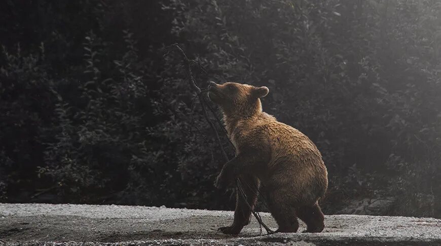 Бурый медведь алтай. Бурый медведь ушел. Фотоловушка саяно шушенского заповедника медведь. Бурый медведь ушел. Фотоохота на медведя.