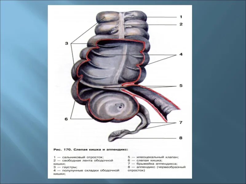 Брюшина толстой кишки. Сальниковые отростки кишечника. Гаустры толстой кишки функции. Сальниковые отростки анатомия.
