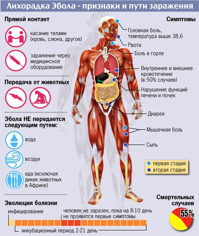 Симптомы лихорадки у человека. Клинические проявления лихорадки Эбола. Лихорадка Эбола профилактика. Вирус Эбола пути передачи.