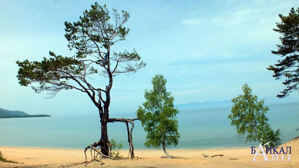 ольхон байкал лиственница. деревья озера байкал. бухта песчаная байкал ходульные деревья. деревья озера байкал. сосны на байкале.