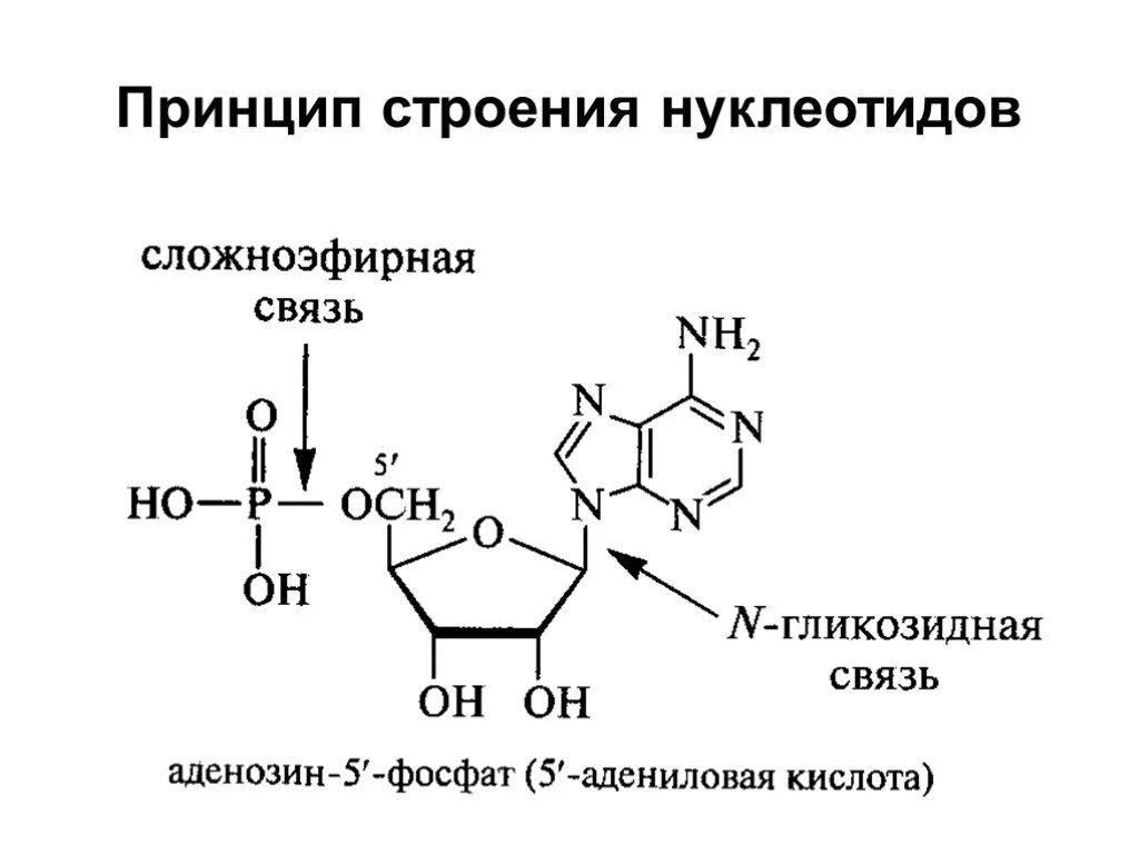 Как называется принцип расположения нуклеотидов. Химическая структура нуклеотида. Нуклеотиды строение химия. Общая структура нуклеотидов. Схема строения нуклеотида ДНК.