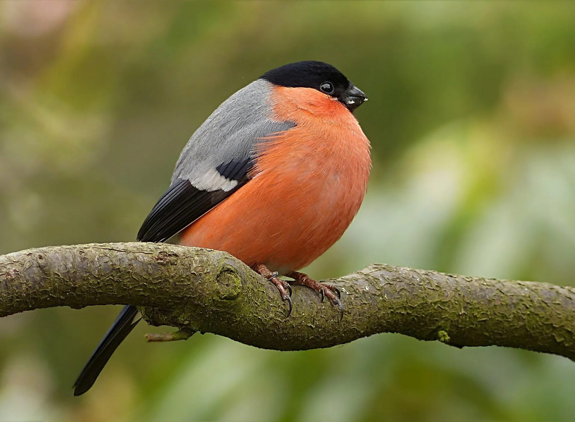 Желтоспинный снегирь снегирь. Голдианский зяблик. Птица с красными крыльями. Крымская зарянка. Зарянка горихвостка.