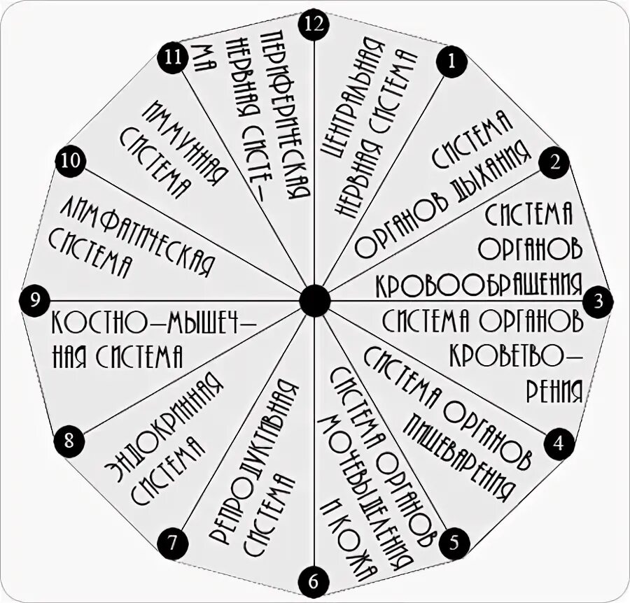 Сколько систем. 12 систем организма и их функции. 12 систем организма человека и их функции таблица. основные системы организма человека и их функции. 12 систем органов человека.
