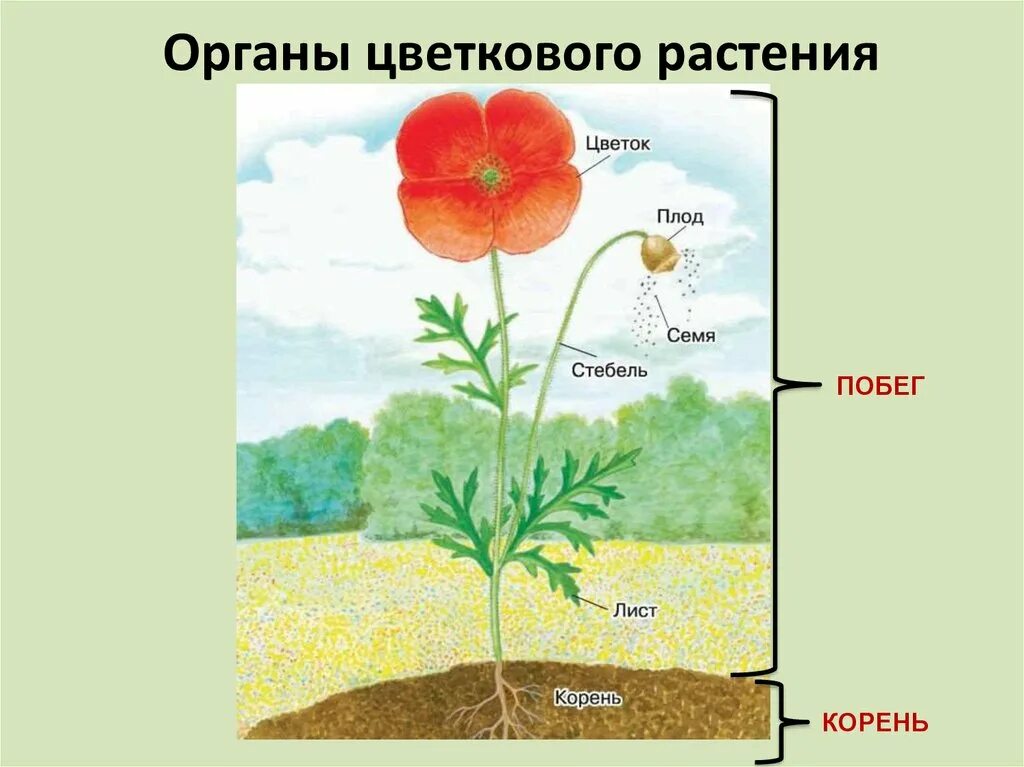 Органы цветкового растения. Фоогагы цветкового растения. Органы цветкового растения схема. Картинка органы цветкового растения. Назовите органов цветковых растений