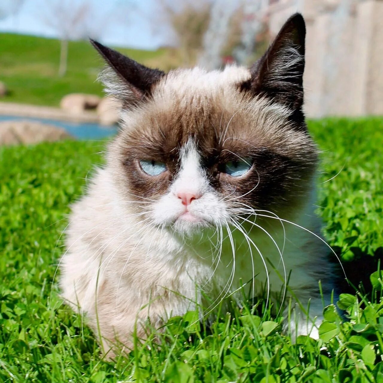 Угрюмый кот. Грампи кэт. грампи кэт порода. сердитый кот grumpy cat. грэмми кэт.