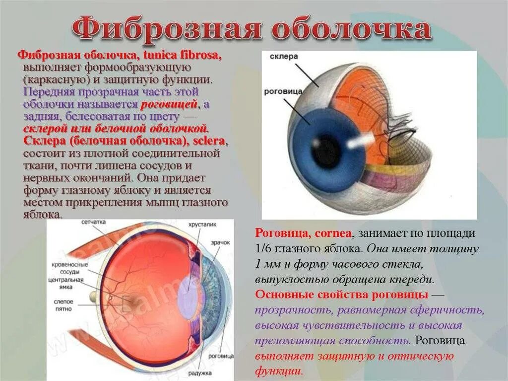 Фиброзная белочная склера оболочка строение. Строение глаза склера роговица. Функции фиброзной оболочки. Опишите строение оболочек глазного яблока.