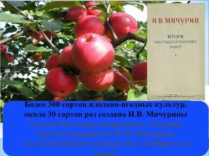 300 сортов