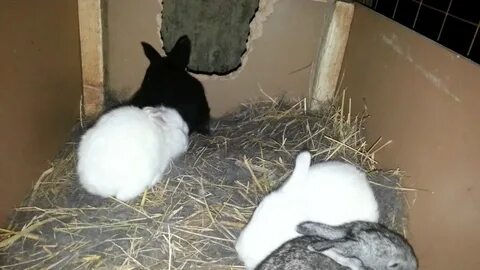 Крольчихи видео