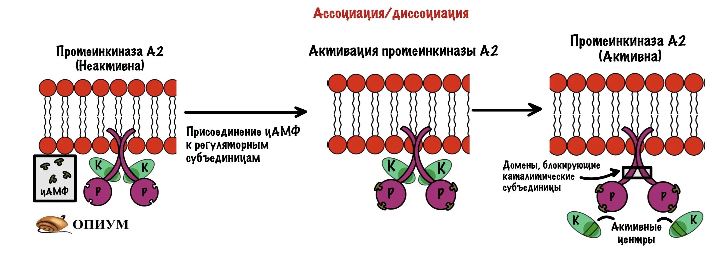 Примеры регуляторных белков