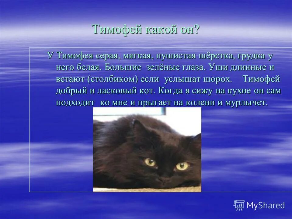 Сочинение на тему мой любимый кот. Мой любимый животный сочинение. Сочинение на тем кошка. Сочинение про кошку. Сочинение на тему мой любимый питомец.