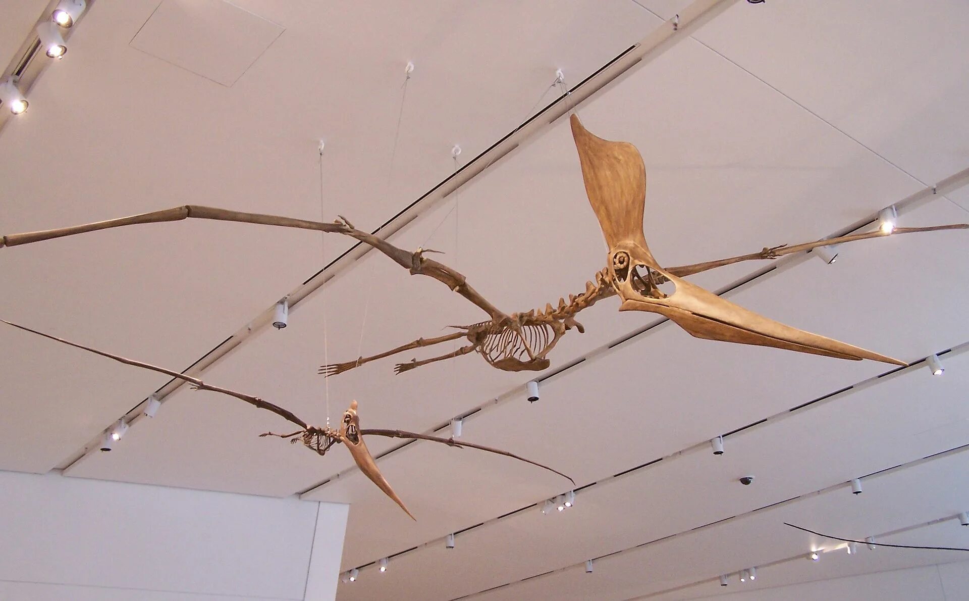 Pteranodon sternbergi. Скелет Птерозавра. Geosternbergia Maysei. ГЕОСТЕРНБЕРГИЯ Птерозавр. Летающий скелет