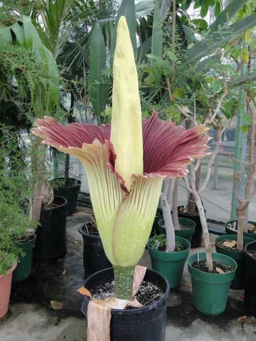 Как выглядит цветок аморфофаллус фото Pin on Flowers Stinky flower, Flowers, Titan arum
