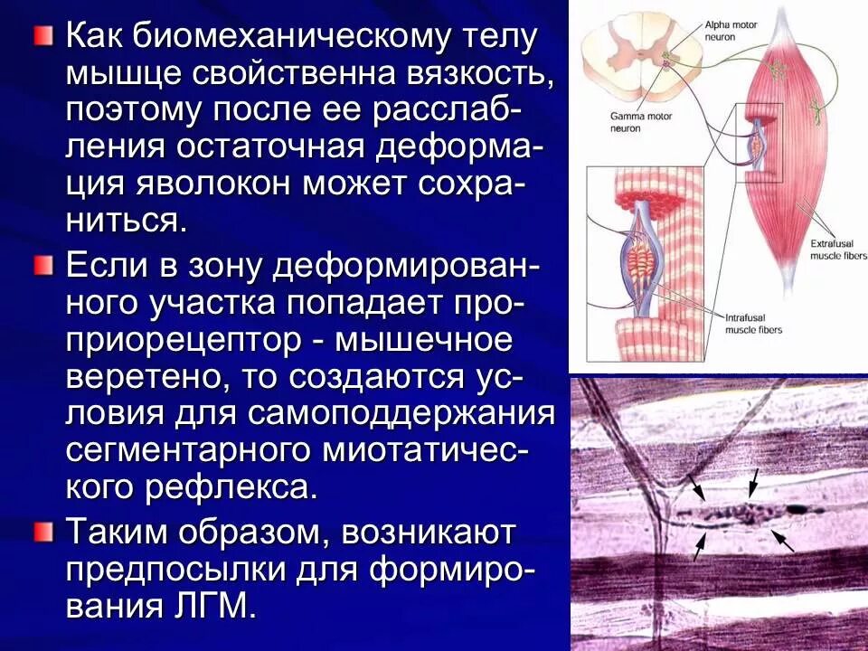 Вязкость мышц