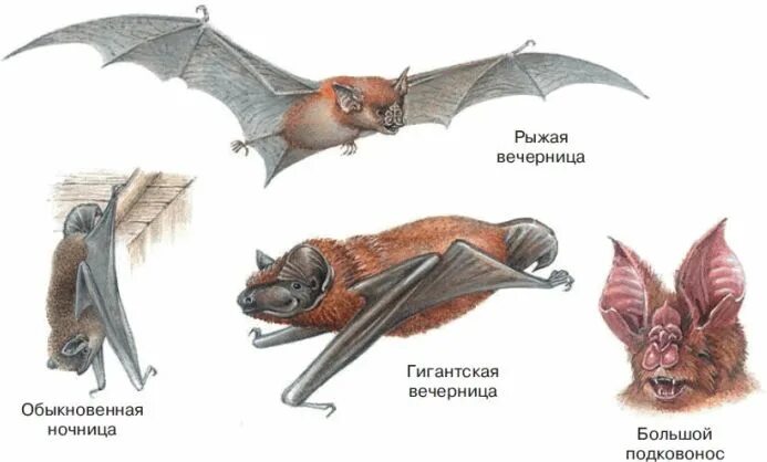 Рукокрылые млекопитающие примеры. Рыжая вечерница отряд млекопитающих. Отряды отряд рукокрылые представители. Летучие мыши представители отряда рукокрылых. Отряд рукокрылые млекопитающие.