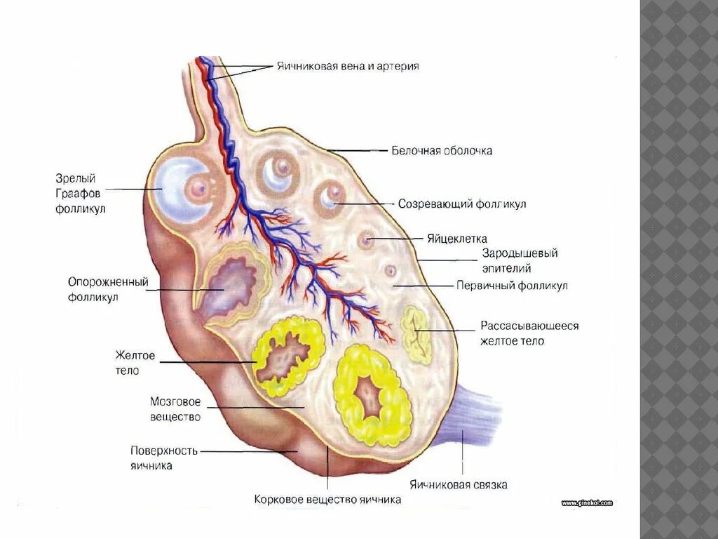 Наружное строение яичника. Яичник функции анатомия. Матка с яичниками анатомия строение. Внешнее строение яичника.