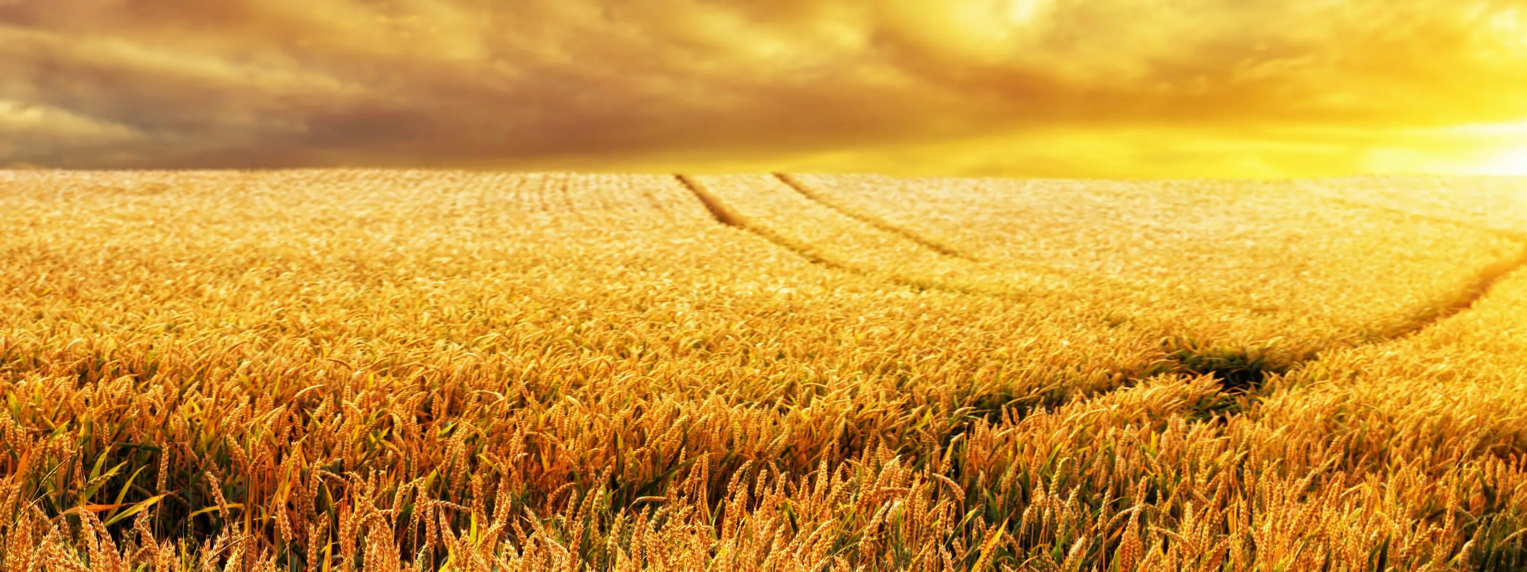 Отличные пшеничные. Поле пшеницы пол. Фон пшеничное поле сверху.