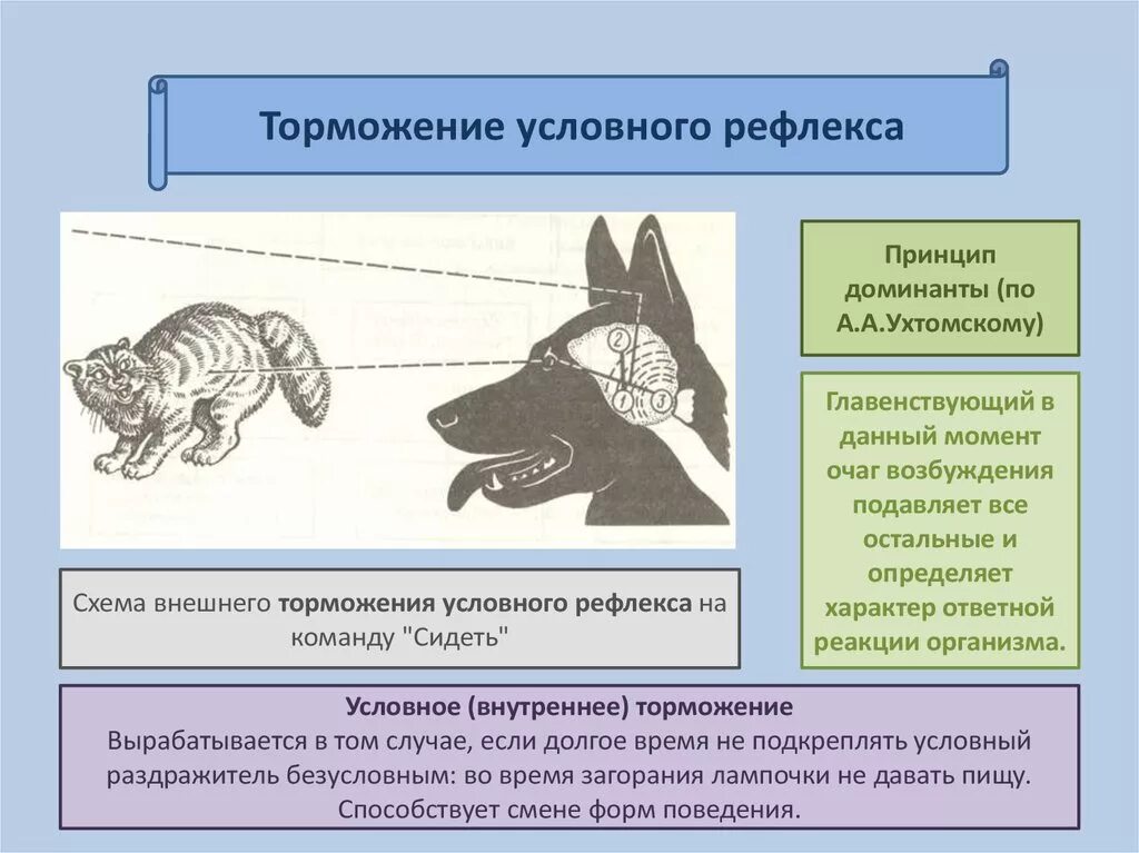 Схема безусловного торможения условных рефлексов. Торможение условных рефлексов схема. Безусловного торможения условного рефлекса особенности. Внешнее торможение условных рефлексов.