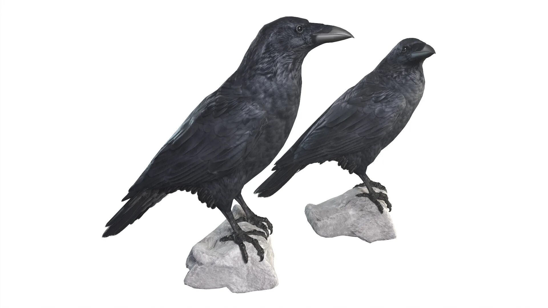 Ворон 3д модель. Raven d модель. ворон макет. новая модель ворона. первая модель ворона.