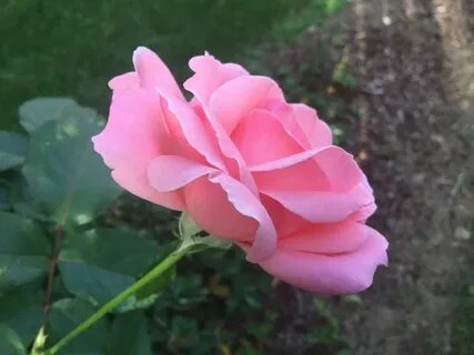 Side rose