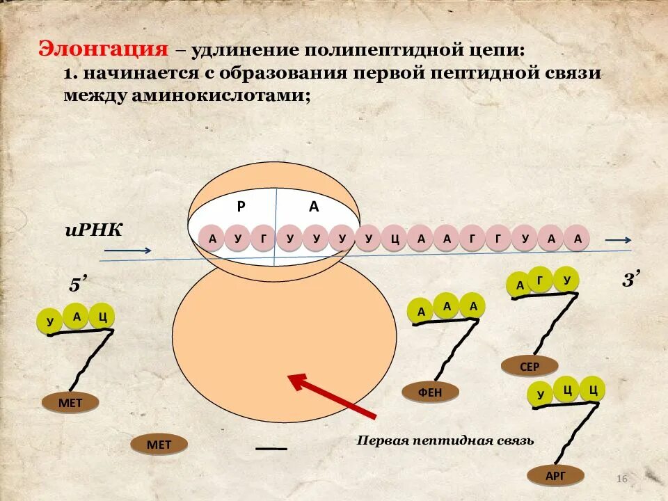 Биосинтез белка осуществляется в процессе. Элонгация биосинтеза белка. элонгация белка. элонгация синтеза белка. этапы биосинтеза белка элонгация.
