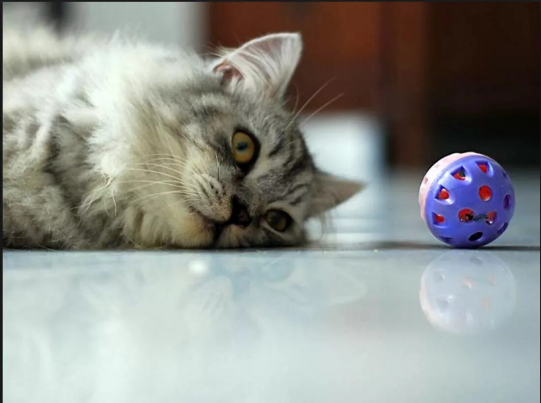 Cat playing with Ball. Кот играет с мячиком. Толстый кот и мячик. Толстый кот.