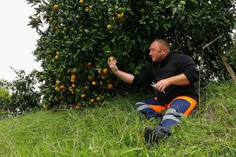 Сбор мандаринов в абхазии 2024